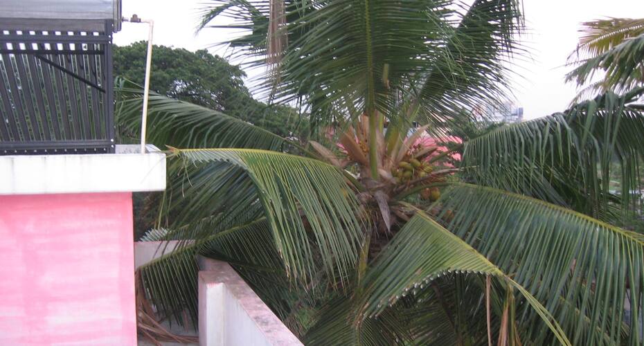 Jose Farms, Kochi 2